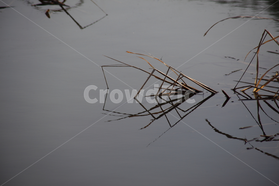 풀,물,반영,reflection,습지,가을,계절,fall,autumn,season,식물,자연,plants,nature,outdoors,옥외,land,땅,water