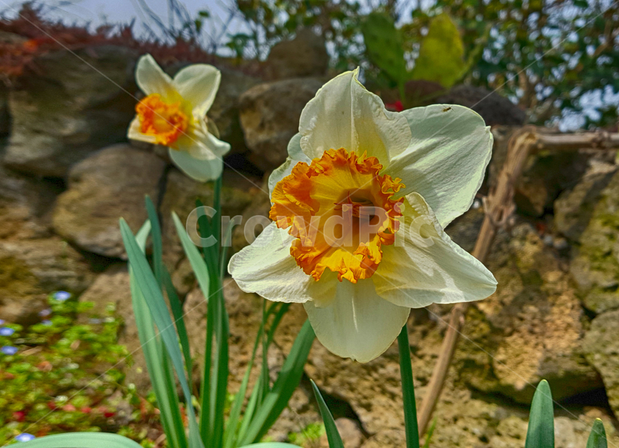 plant,식물,flower,blossom,꽃,정원