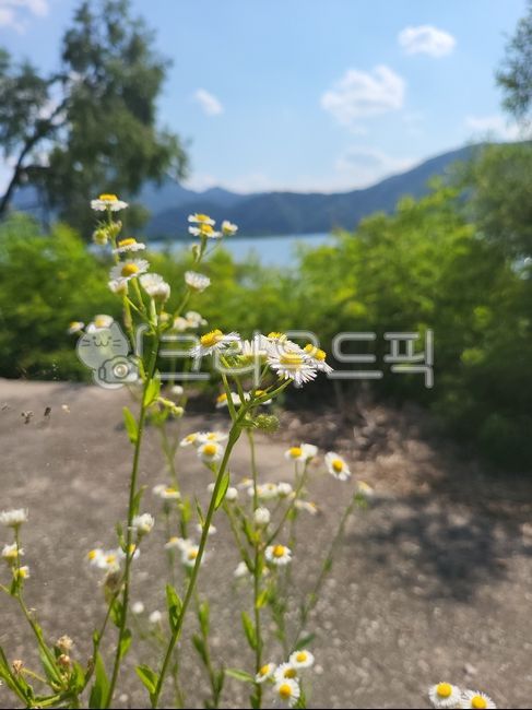 개망초,호수,의암호,구름,머름하늘,꽃,식물