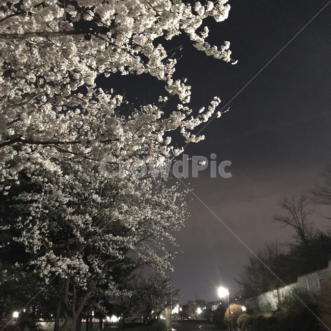 벛꽃,밤벛꽃,밤,풍경,꽃,식물,자연,plants,nature,꽃,flower,나무,trees,wood