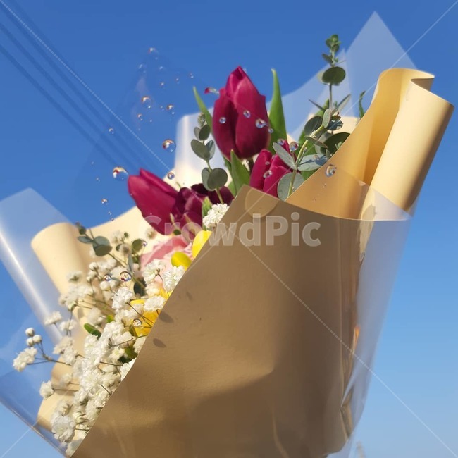 꽃,꽃다발,튤립,아름다움,예쁨,꽃,flower,기념일,축하,anniversary,congratulation,celebrate,celebration