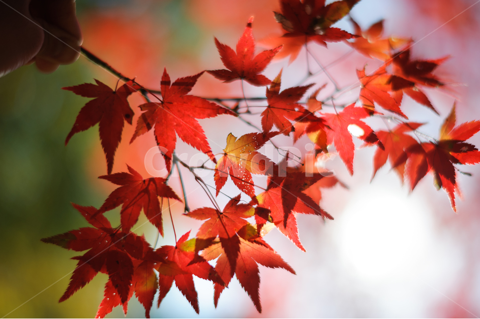 가을,단풍,낙엽,레드,붉은,빨강,나뭇잎,가을,계절,fall,autumn,season,식물,자연,plants,nature,leaf,잎,plant,tree,나무,maple