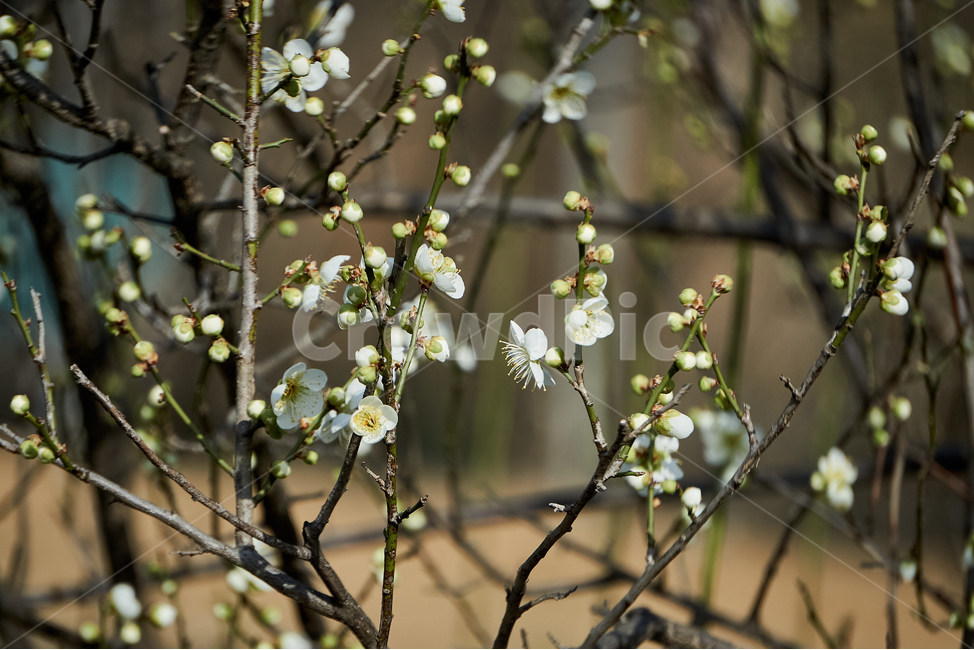 청매,매실,매화,꽃,flower,plant,자연,nature,생태계,나무,wood,봄,spring,입춘,생화,조화,화분,화원,꽃집,꽃밭,식물,식물,자연,plants,nature,꽃,flower