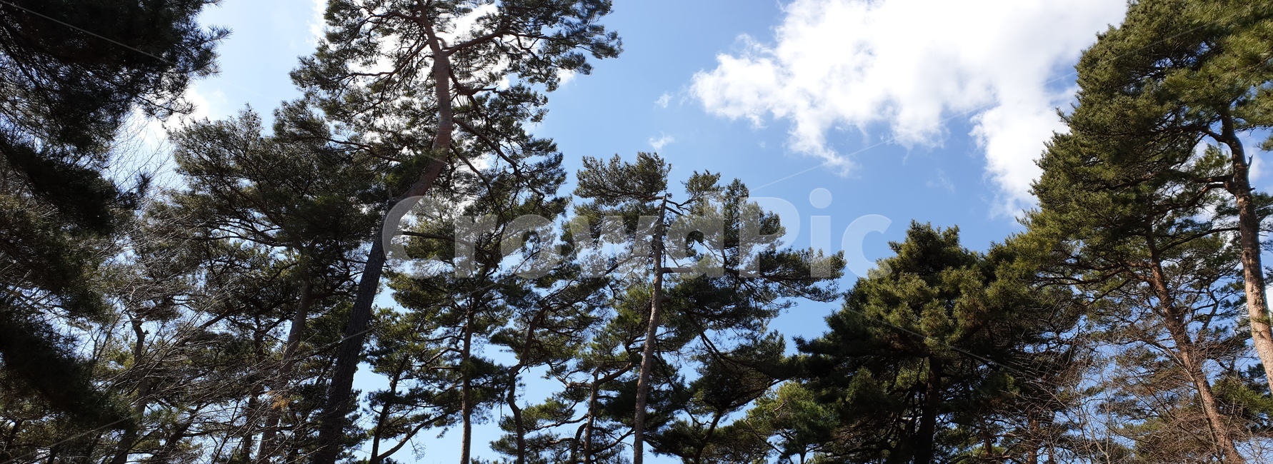 안면도,자연휴양림,소나무,숲,파노라마,풍경,자연,풍경,nature,landscape,나무,trees,wood,tree,plant,식물,fir,전나무