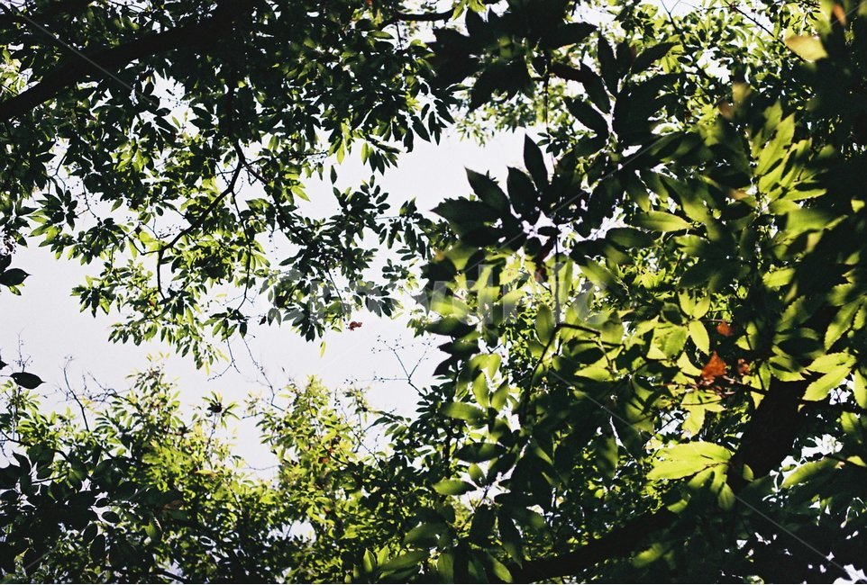 나무,숲,나무가지,나뭇잎,잎사귀,이파리,잎,하늘,tree,forest,leaf,sky,green,초록,초록색,식물,자연,plants,nature,감성,sensible,feeling,휴식,힐링,rest,relaxation,healing