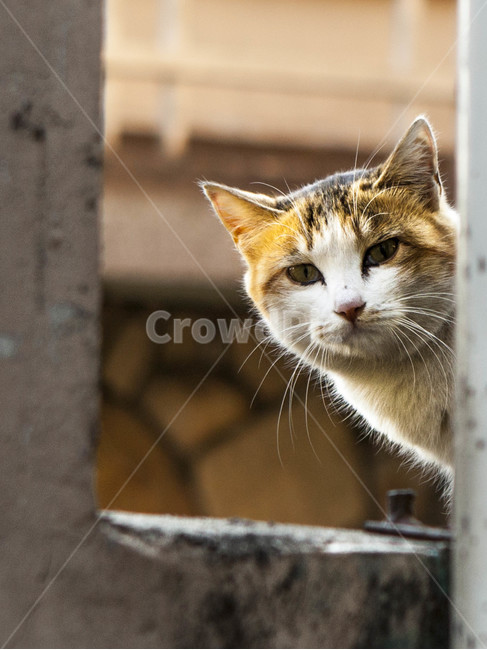 고양이,길고양이,야옹이,코리안숏헤어,빼꼼,수염,길묘,고등어,응시,관찰,lovely,cat,사랑스런,귀여운,동물,animal,포유류,mammal,고양이,cat,kitten,kitty
