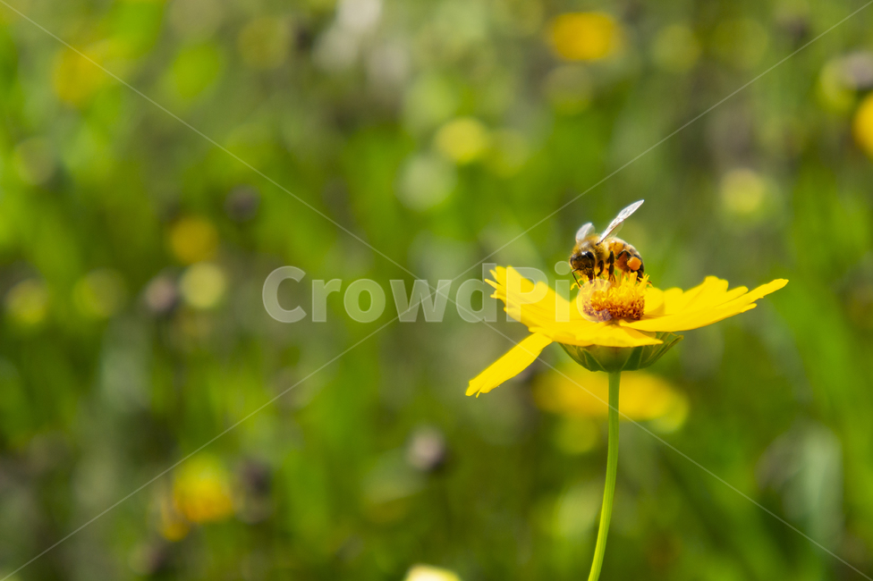 꽃,flower,햇빛,성장,grow,벌,bee,노랑