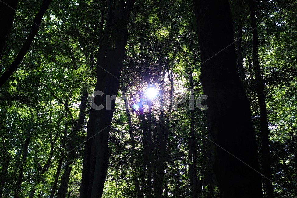 light,빛,flare,플레어,숲속,숲,나무,한줄기빛,역광