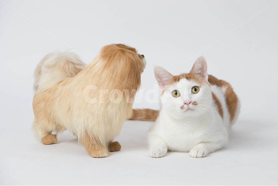 고양이,반점,카레반점,엎드려있는,강아지,바라보는,쳐다보는,무늬,얼룩무늬,귀여운,얌전한,순한,실내,mammal,포유류,animal,동물,cat,pet,착한애,흰배경,하얀배경,심플한,깔끔한,흰색,하얀색배경,하얀색,동물,animal,포유류,mammal,고양이,cat,kitten,kitty