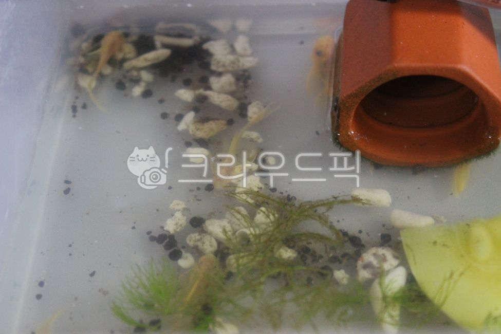 Annecy Short Pin Your,Guppy Your,tropical fish,goofy,fish,water plant,water life,Annecy long pin,Annecy Short Pin,aquarium,Annecy Long Pin Your