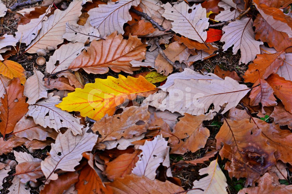 시즌,계절,배경,결실,바닥,plant,식물,leaf,잎,낙엽,주황색,오렌지색,가을배경,가을분위기,가을감성,가을느낌,가을서정,autumn,fall,season,ground,참나무잎,떡갈나무잎,노랑색,포인트,야외,옥외,outdoor,백그라운드,background,가을,계절,fall,autumn,season,tree,나무