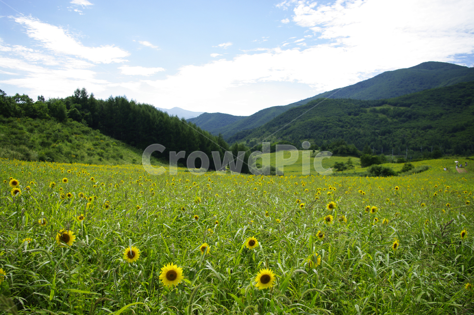 꽃밭,해바라기,식물,flower,풍경,하늘,구름,자연,풍경,nature,landscape,field,들,outdoors,옥외,grassland,목초지