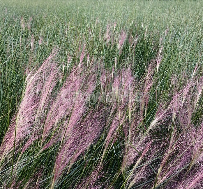 grass,잔디,plant,lawn,핑크,핑크뮬리,풍경,자연,행복