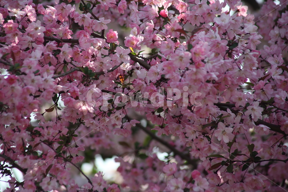 꽃사과나무,서부해당화,꽃아그배나무,봄,crabapple