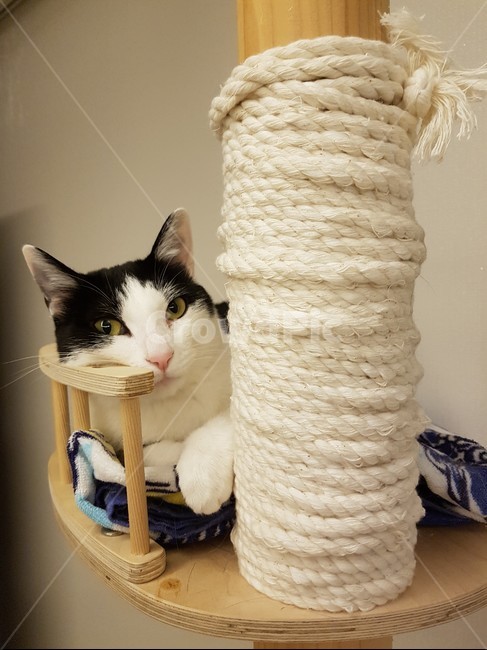 cattower,고양이,검정색,하얀색,cat,캣타워,동물,animal,포유류,mammal,고양이,cat,kitten,kitty