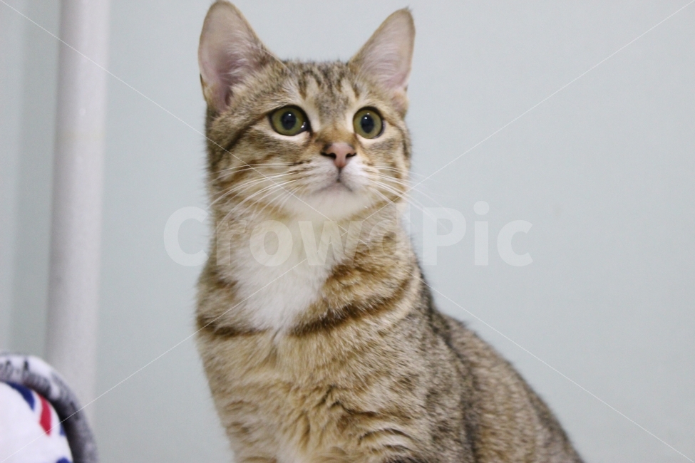 	고양이,반려동물,유기묘,길냥이,애완동물,cat,pet,kitten,아기고양이,코숏,코리안숏헤어,동물,동물,animal,고양이,cat,kitten,kitty,포유류,mammal