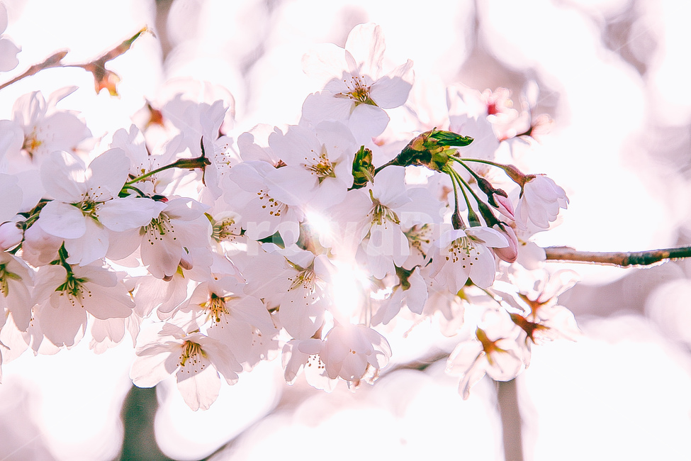 벚꽃,봄,꽃,cherryblossom,flower,spring,봄꽃,분홍색,계절,봄이미지,봄날,벚꽃축제,flowers,식물,아름다운,배경,바탕,연분홍색,핑크색,우아한,beautiful,예쁜,화려한,season,garden,자연,pink,감성,꽃잎,nature,봄,계절,spring,season,식물,자연,plants,nature,꽃,flower,plant