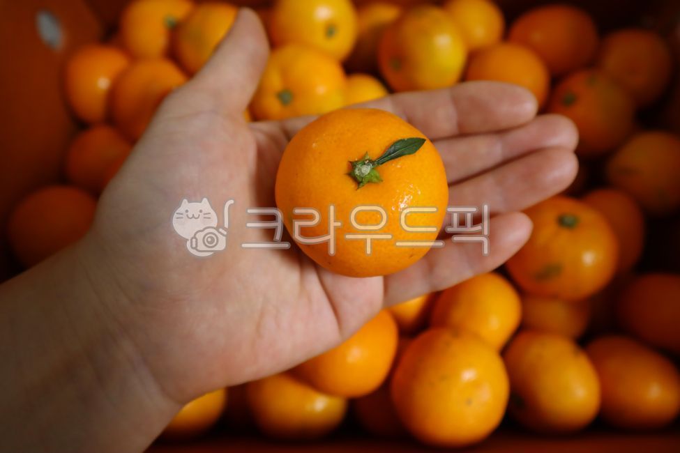 mandarin,citrusfruit,citrus fruits,fruit,snack,winter,Orange,tangerines