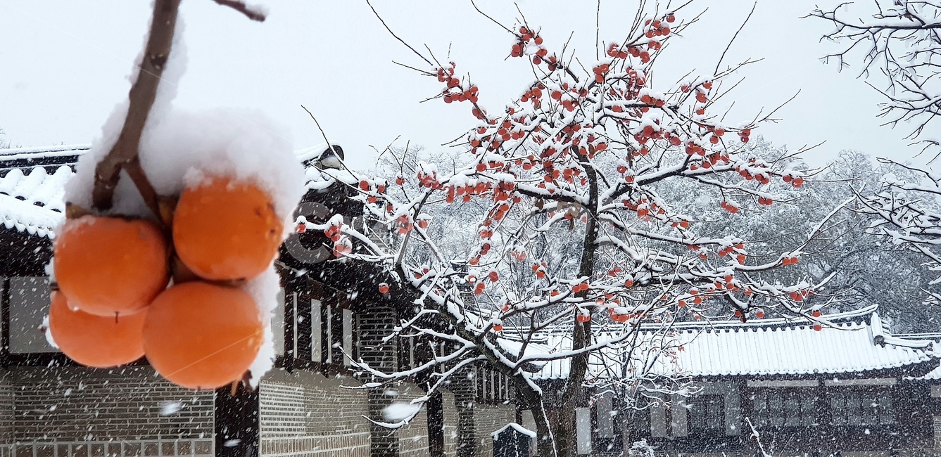 첫눈,창덕궁,낙선재,홍시,firstsnow,changdeokgung,redripepersimmon,softpersimmon,persimmon,changdeokgungnakseonjae,nakseonjae,겨울,계절,winter,season,한국전통,한국문화,korean traditional,korean culture,식물,자연,plants,nature,과일,열매,fruit,건축물,건물외관,exterior,building,structure,architecture,construction
