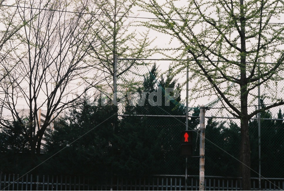 신호등,가로등,길,도시,road,traffic,trafficlight,겨울,나무,가로수,winter,tree