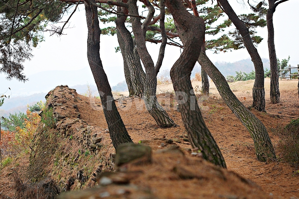 전등사,성,성곽,산성,둘레길,길,숲,숲길,담,돌담,가을,자연,풍경,벽,방어벽,낙엽,단풍,식물,자연,plants,nature,나무,trees,wood