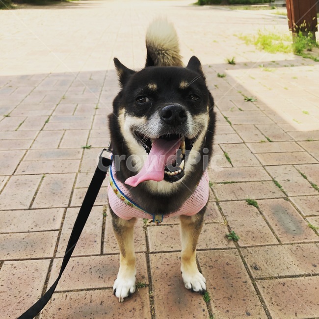 더운날씨,시바이누,더워하는강아지,귀여운강아지,코믹한표정,sohot,shibainu,shiba,cutedog,funnydog