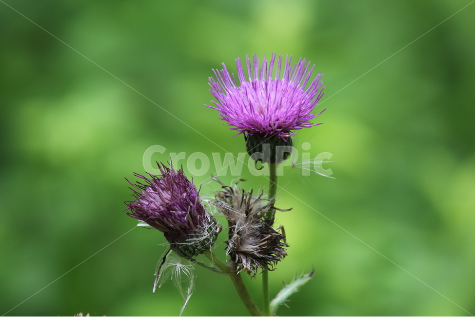 엉궝퀴,꽃,식물,야생화,thistle,산비장이,엉겅퀴
