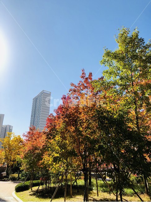 단풍,낙엽,가을,공원,나무,tree,autumn,park,가을,계절,fall,autumn,season,자연,풍경,nature,landscape,plant,식물