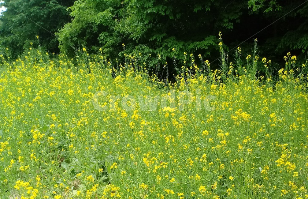 유채꾳,식물,자연,십자화과,노란색꽃,두해살이풀,관상용,rapeseed,운대,호채,봄꽃
