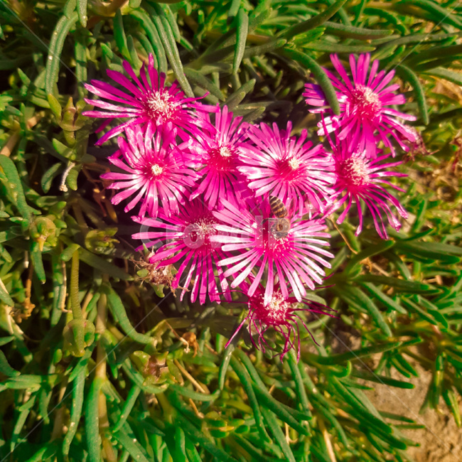 plant,식물,꽃,벌,핑크색