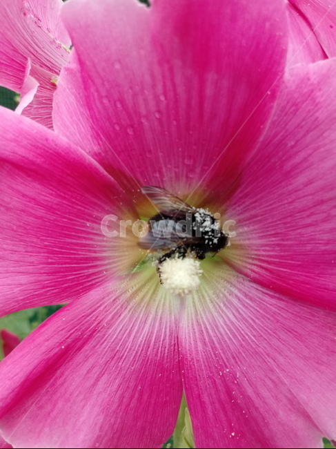 접시꽃,hollyhock,촉규화,덕두화,접중화,촉계화,단오금,황촉화,아욱과
