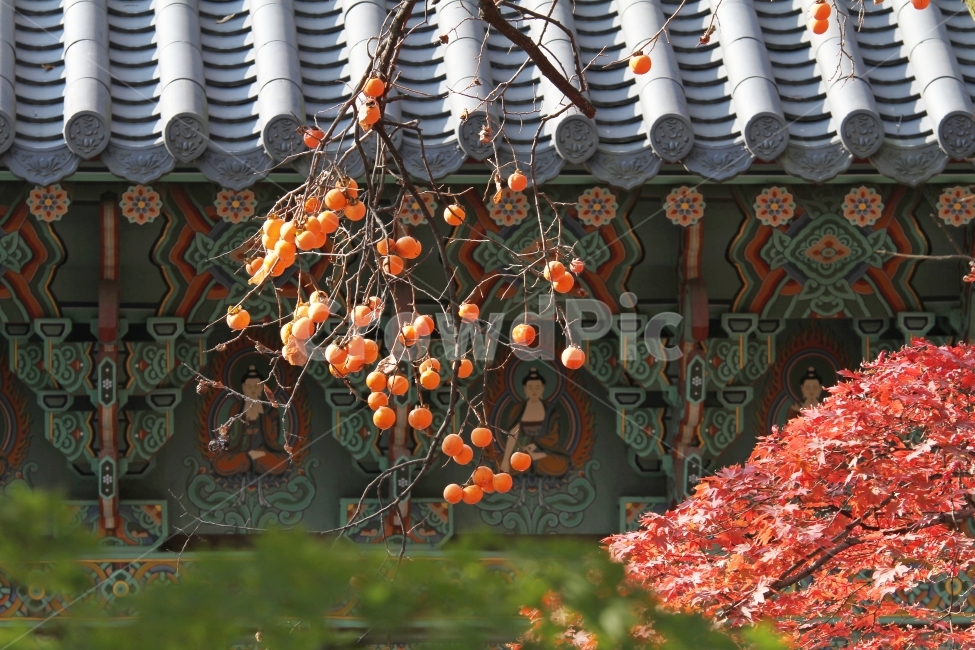 기와지붕,감,단풍,가을,기와,단풍잎,단풍나무,감성사진,가을,계절,fall,autumn,season,한국전통,한국문화,korean traditional,korean culture,식물,자연,plants,nature,과일,열매,fruit,plant,lamp,램프,chandelier,샹들리에
