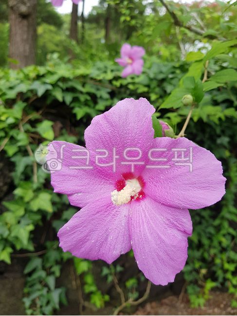 flower,꽃,blossom,식물,무국화꽃,넝쿨,자연