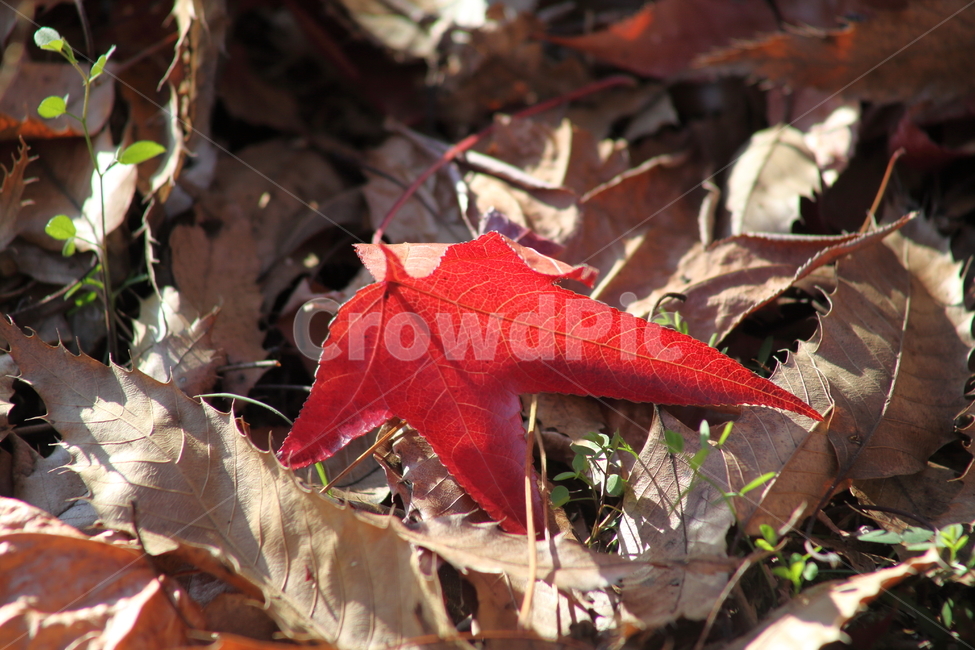 낙엽,가을,단풍,잎,fallenleaves,가을,계절,fall,autumn,season,식물,자연,plants,nature,leaf,plant,tree,나무
