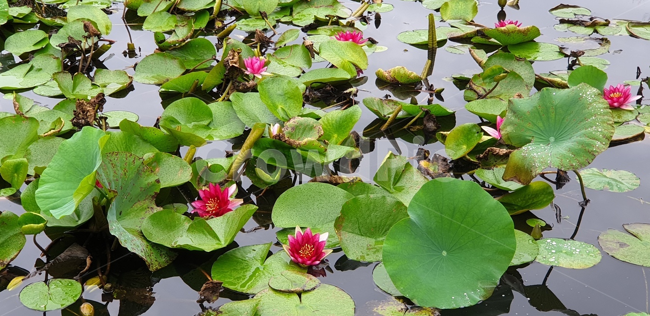 plant,식물,blossom,꽃,flower,식물,자연,plants,nature,꽃,flower