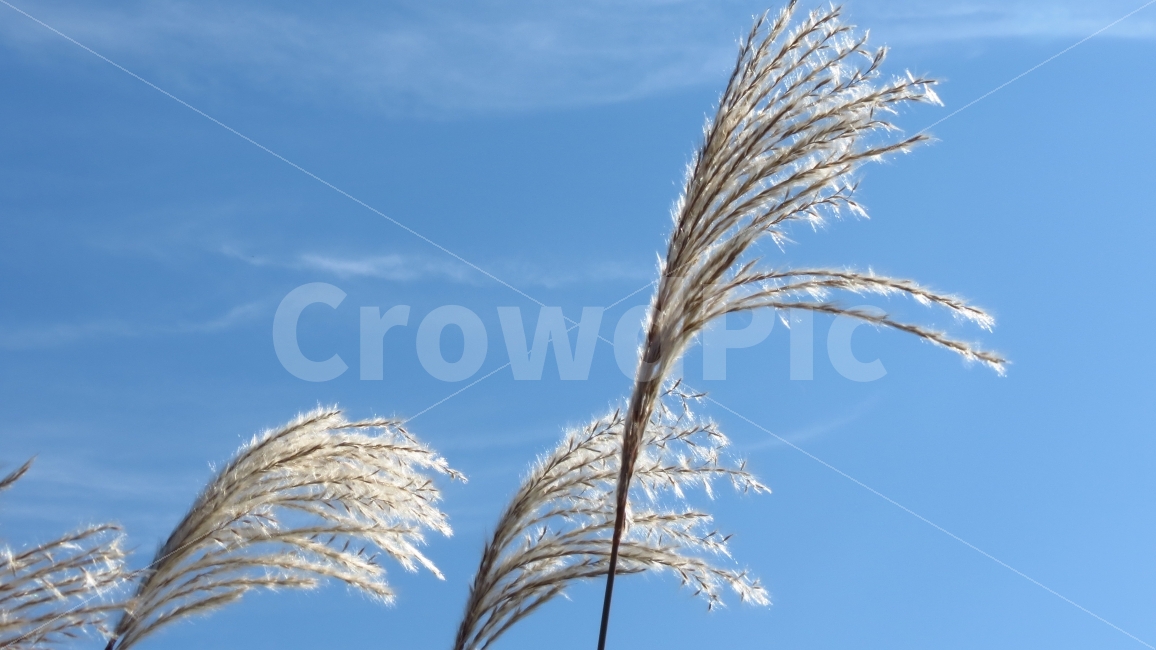 가을,갈대,reed,하늘,sky,갈대밭,가을하늘,양재천,fall,autumn,캐논SX40,CanonSX40,CanonSX40HS,가을,계절,fall,autumn,season,식물,자연,plants,nature,휴식,힐링,rest,relaxation,healing,plant,grass,잔디,lawn