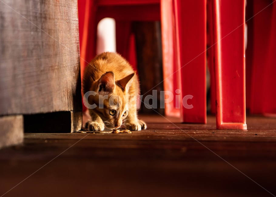 고양이,동물,pet,애완동물,animal,아기고양이,동물,animal,포유류,mammal,고양이,cat,kitten,kitty