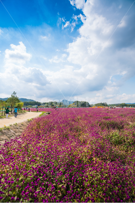 자연,풍경,꽃,꽃밭,식물,flower,자연,풍경,nature,landscape,outdoors,옥외