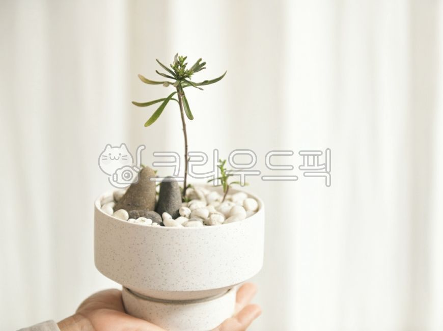 companion plant,gardening,plant,indoorplant