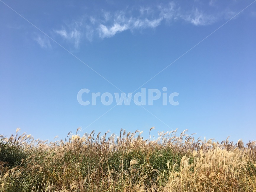 가을,갈대,하늘,구름,배경,들판,푸른,자연,감성,행복,가을,계절,fall,autumn,season,자연,풍경,nature,landscape,grass,잔디,plant,식물,lawn,reed