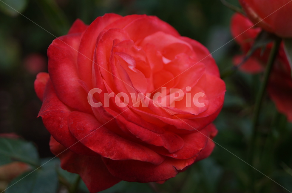 장미,로즈,rose,식물,꽃,flower,빨간,빨간장미,식물,자연,plants,nature,꽃,flower