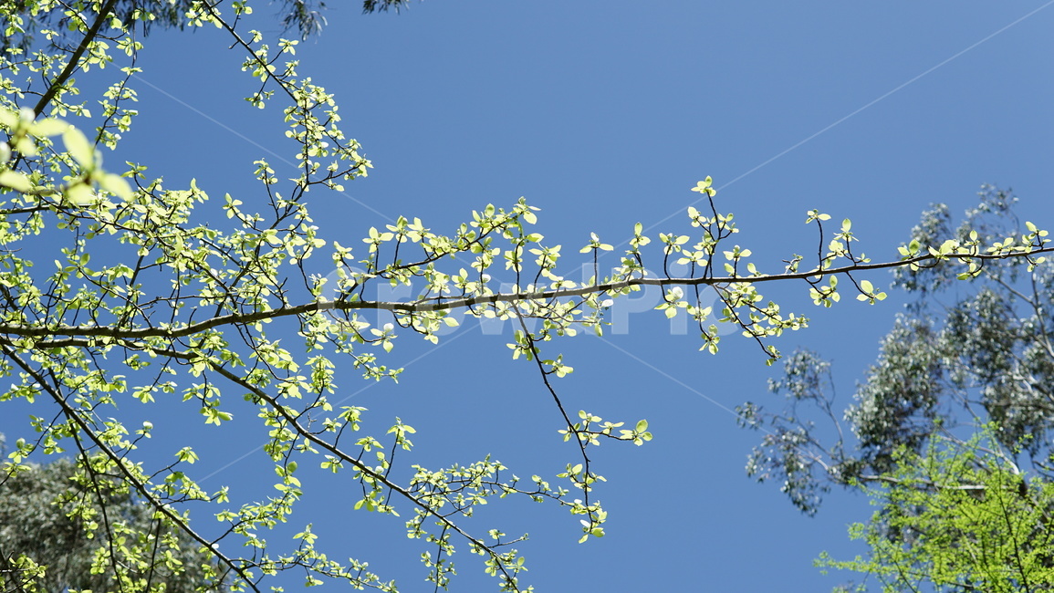 자연,꽃,식물,나무,flower,식물,자연,plants,nature