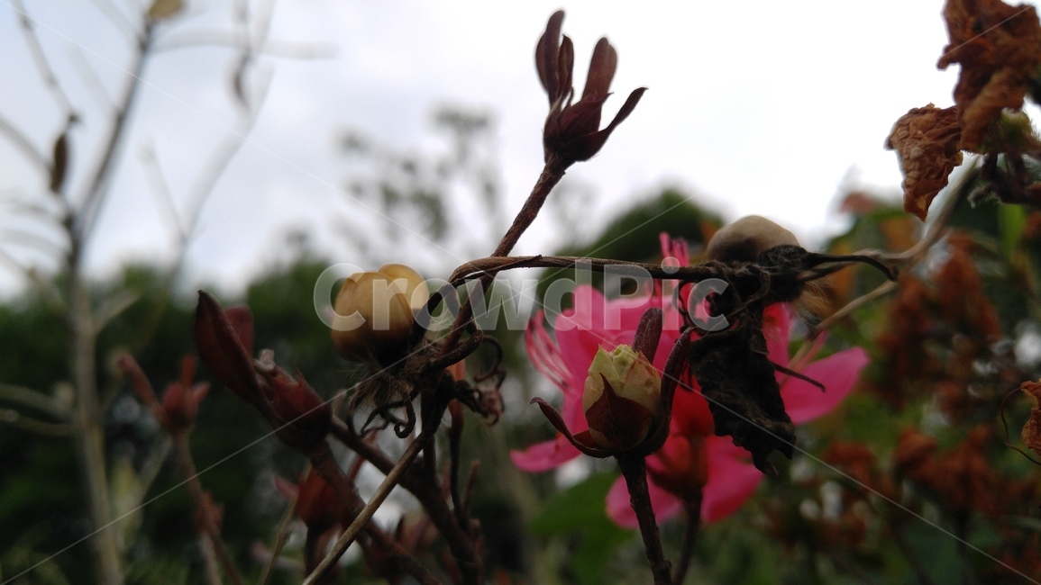 철쭉,꽃,핑크,핑크꽃,식물,녹색,배경,감성,계절,willow,royalazalea,flower,pink,pinkflowers,flants,green,background,emotional,season