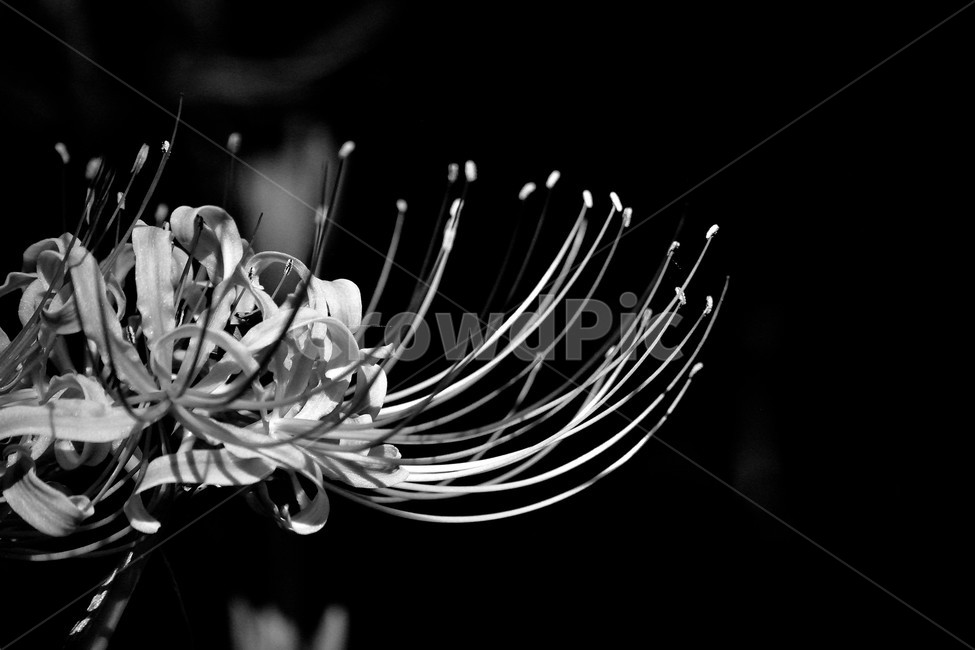 꽃무릇,상사화,꽃,붉은꽃,식물,식물,자연,plants,nature,꽃,flower,흑백,모노톤,monochrome,black and white