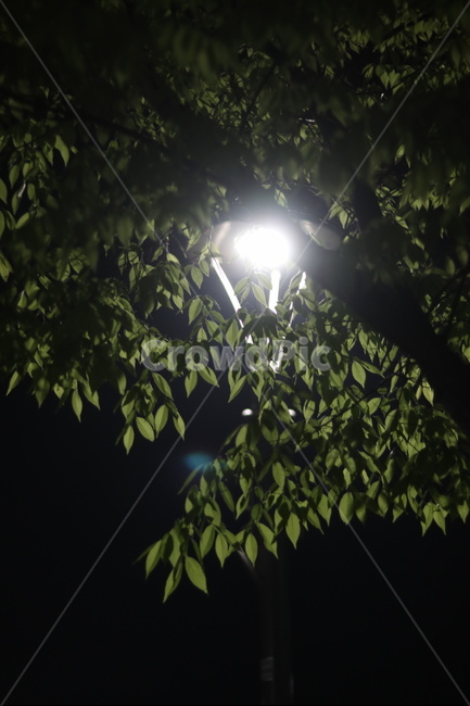 야경,잎,나무,푸르름,봄,밤,불,야경,밤,풍경,nightscape,night,landscape,식물,자연,plants,nature,light,빛,flare,플레어