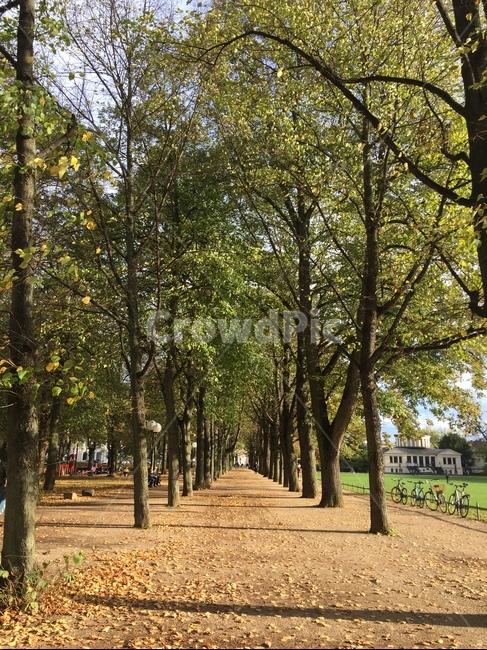 tree,나무,plant,식물,treetrunk,나무줄기,독일,본,유럽공원