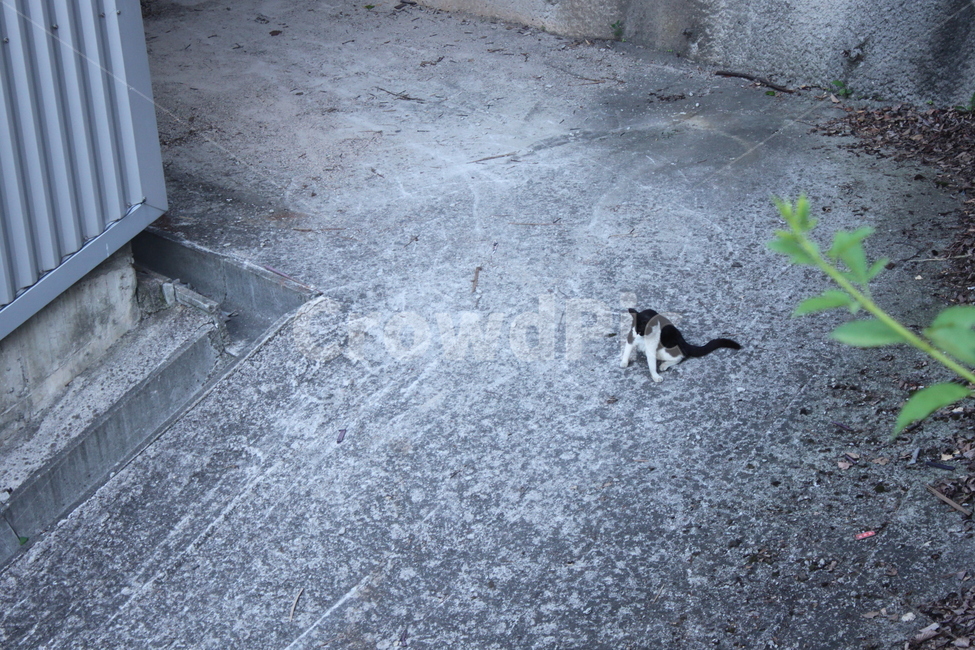 길고양이,얼룩고양이,고양이,감성사진,도시고양이,cat,streetcat,풀과고양이,동물,animal,포유류,mammal,고양이,cat,kitten,kitty