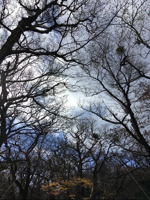 제주,한라산,가을,산림,나무