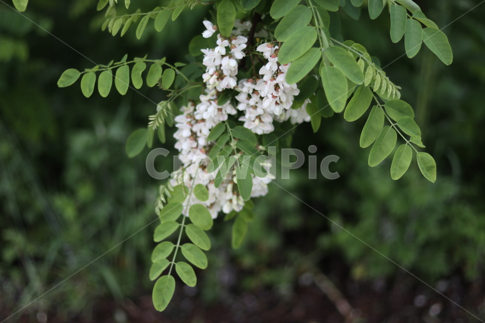 아카시아꽃,흰색,봄,흐림,향기,식물,자연,plants,nature,꽃,flower