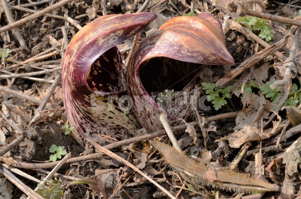 앉은부채,천남성과,금련,유독성,여러해살이풀,야생화,식물,자연,plants,nature